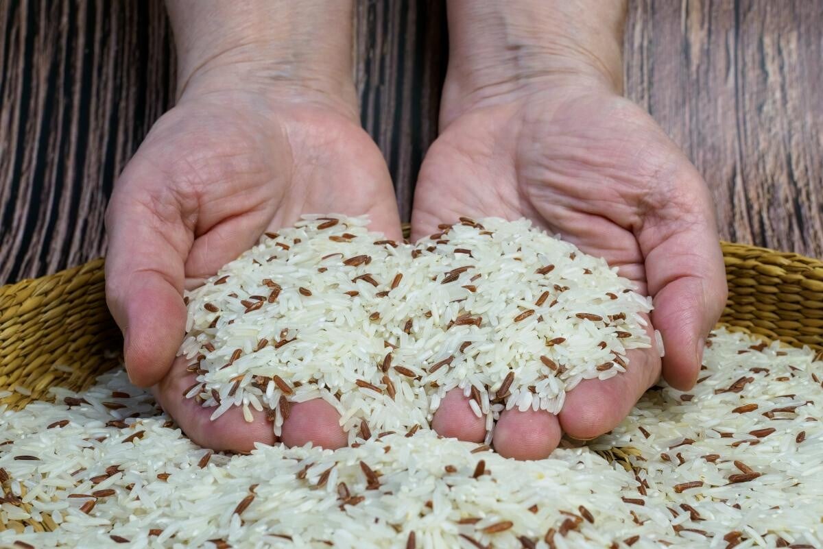 Țara care renunță la plantațiile de orez din cauza secetei