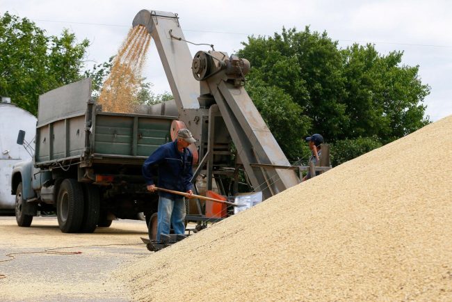 Polonia investighează fraude în importul cerealelor ucrainene