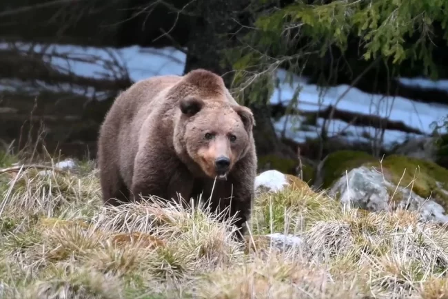 Întâlnire plină de emoții cu un urs, în Retezat. Cum au reacționat oamenii pentru a evita pericolul VIDEO