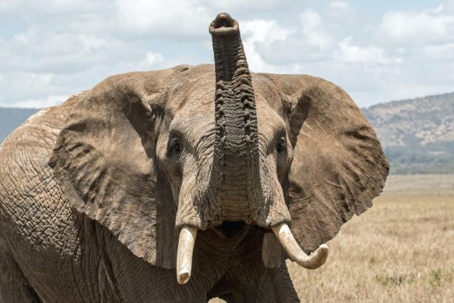 Un elefant a reușit să-și decojească singur bananele, după ce a văzut acest lucru la îngrijitorii săi / video