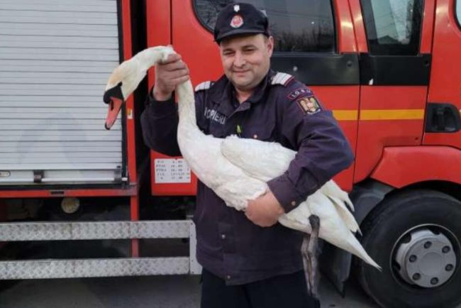 O lebădă prinsă într-un fir de nailon, salvată de pompieri în Giurgiu