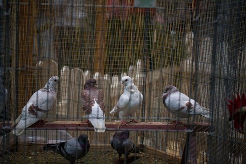 Trei crescători de porumbei au fost împușcați mortal în Portugalia. Ucigașul s-a sinucis