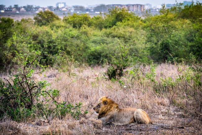 Loonkiito, posibil cel mai bătrân leu din Africa, a fost ucis cu sulițe de păstori furioși din Kenya