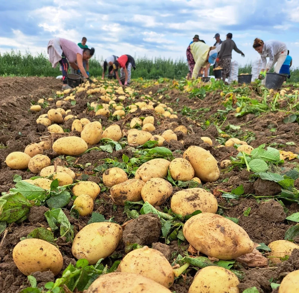 An prost pentru cartof, printre cele mai consumate legume din România. „Vremea nu ne-a ajutat deloc“ VIDEO