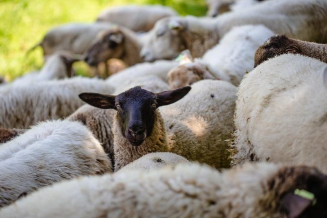 O turmă de oi, ”fericită” după ce a mâncat 300 de kg de canabis. Proprietar: ”Au sărit mai sus decât caprele și asta nu se întâmplă niciodată”