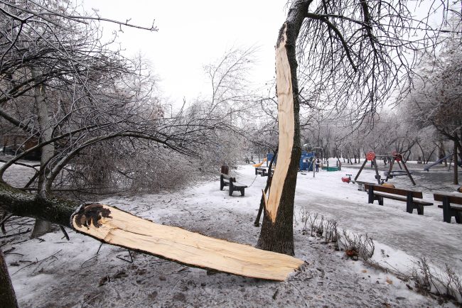Prima ninsoare în București. Copaci doborâți de vântul puternic, șase mașini au fost avariate