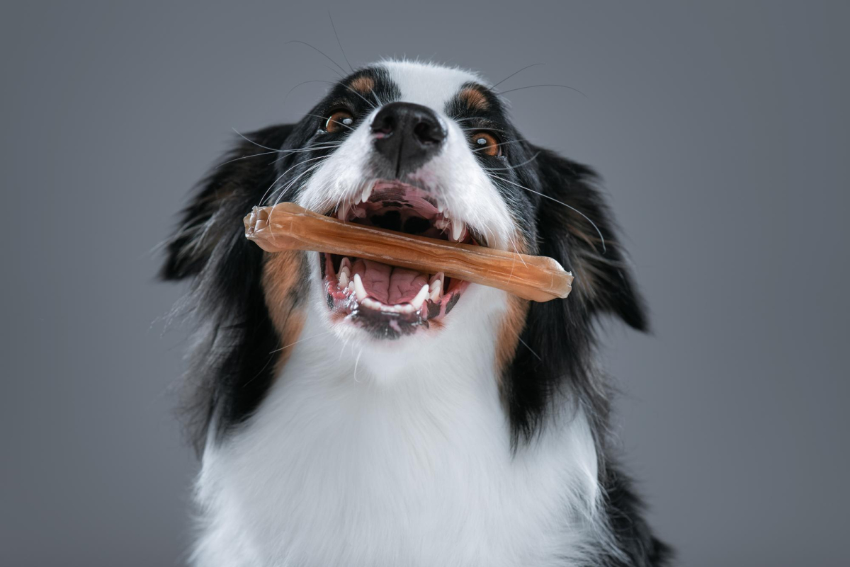 De ce n-ar trebui să-ți hrănești câinele cu oase