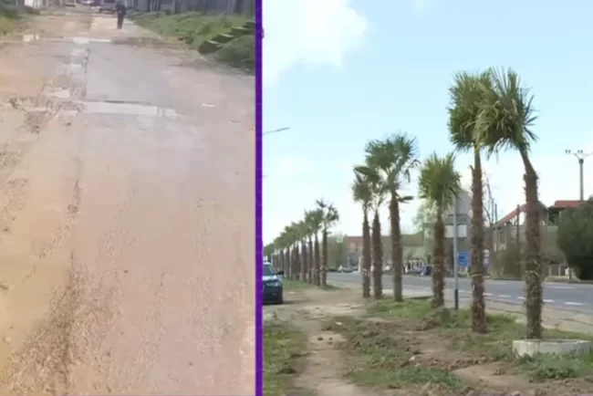 Primarul care plantat palmieri pe marginea drumului, deși comuna pe care o conduce nu are asfalt pe drum VIDEO