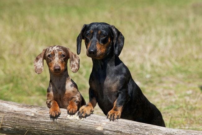 Câinii Teckel nu o să fie interziși în Germania. Ministerul german al Agriculturii pune capăt speculațiilor din presă