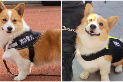 Cel mai popular ofițer de poliție din China este un Corgi. Pufosul și neînfricatul câine polițist a furat inima internauților