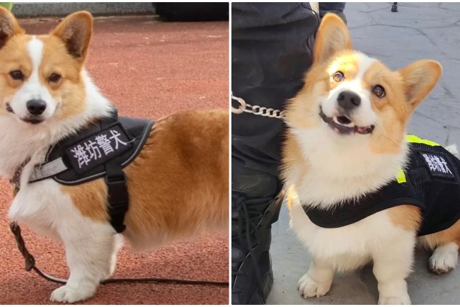 Cel mai popular ofițer de poliție din China este un Corgi. Pufosul și neînfricatul câine polițist a furat inima internauților