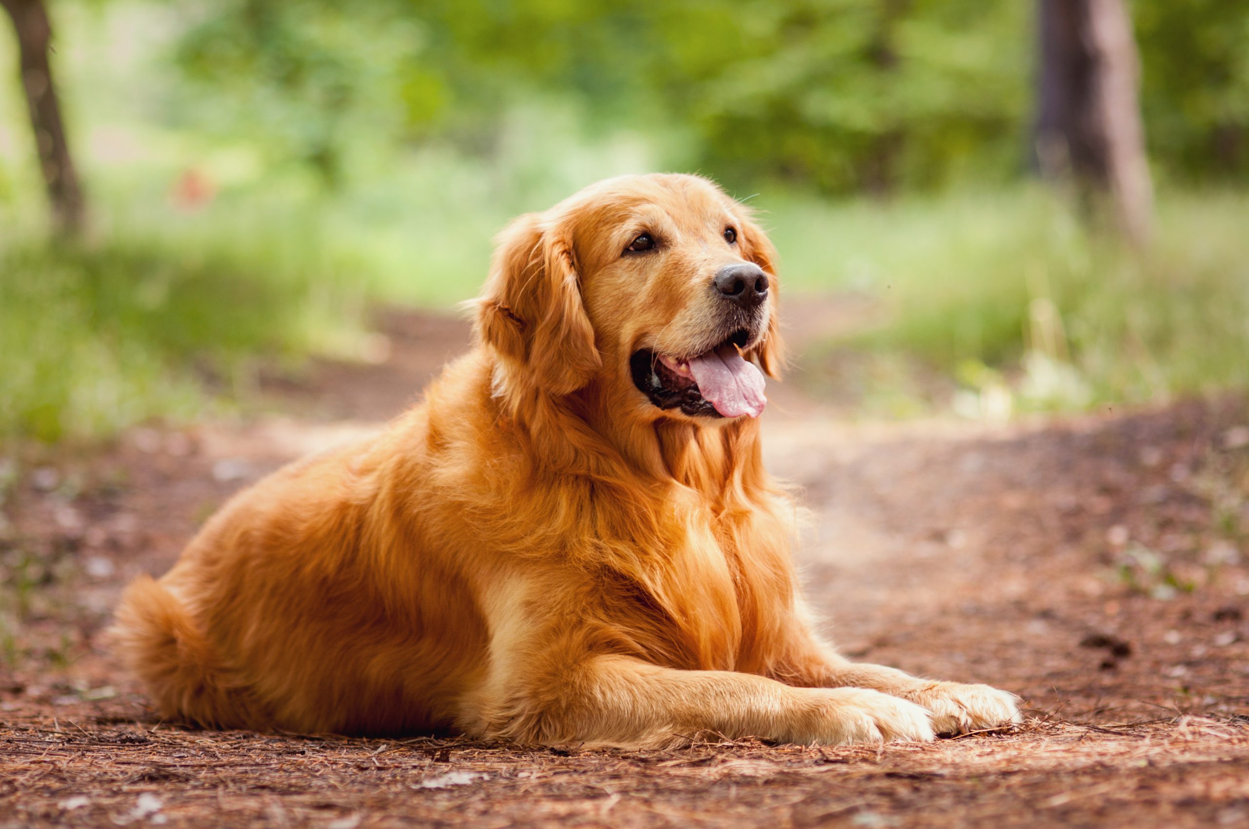 Câinii își pot da seama dacă un om e stresat în funcție de respirația lui (studiu)