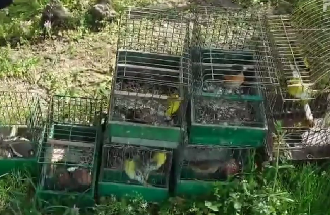 Garda de Mediu: 94 de păsări din specii protejate de lege, confiscate după ce au fost găsite la vânzare. Multe au fost eliberate