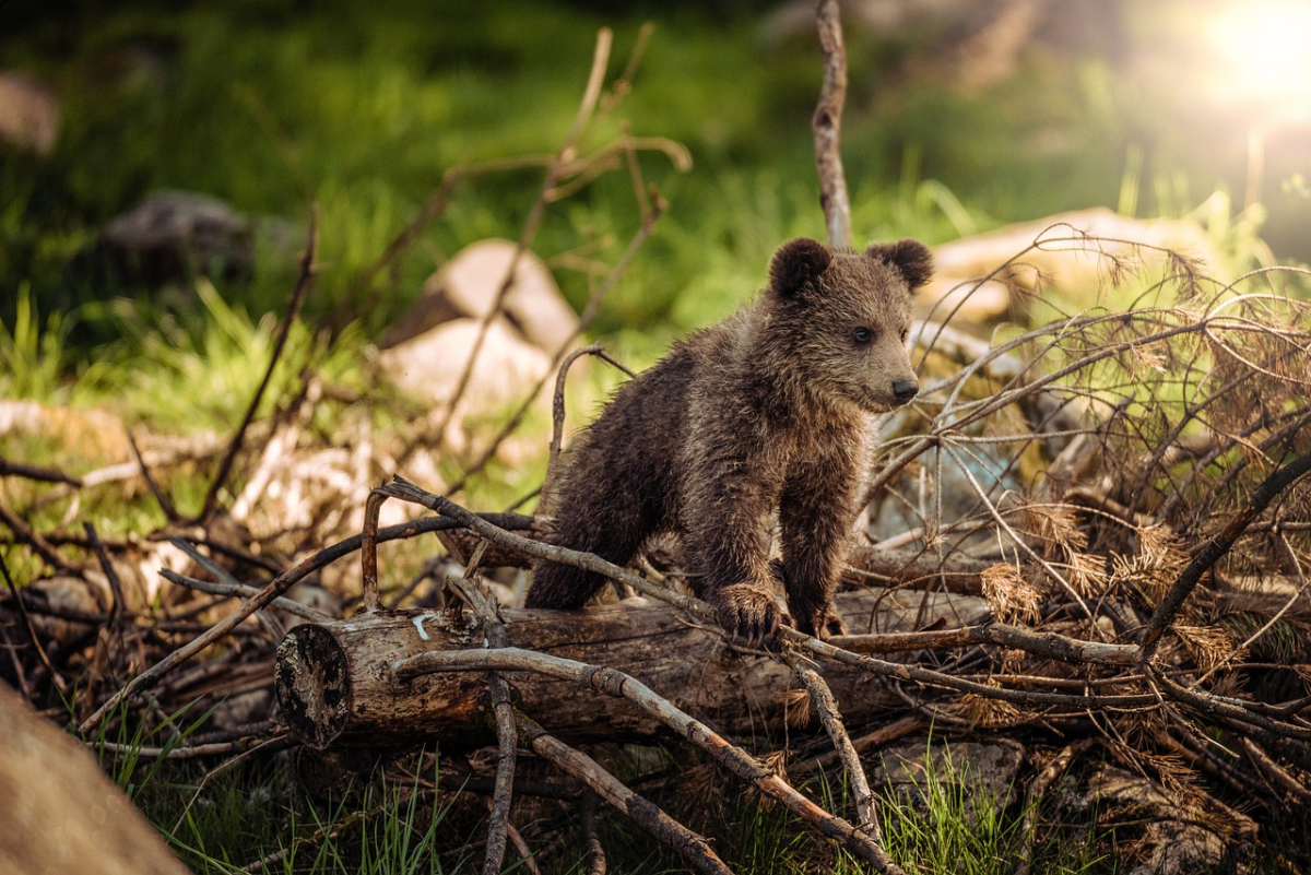 Imagini cu o ursoaică și cei trei pui ai săi „bine crescuți și ascultători”, surprinse într-o pădure din Suceava