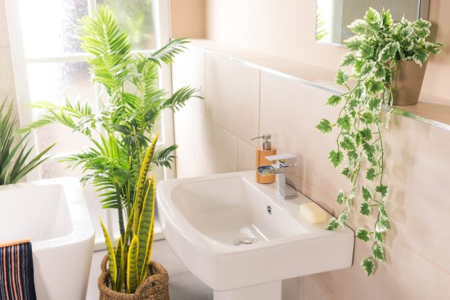 6 plante de apartament care vă scapă de mucegaiul din baie