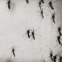 Experții avertizează: Mai mult de jumătate din populația lumii s-ar îmbolnăvi de malarie și febră dengue până la finalul secolului