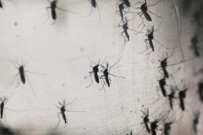 Experții avertizează: Mai mult de jumătate din populația lumii s-ar îmbolnăvi de malarie și febră dengue până la finalul secolului