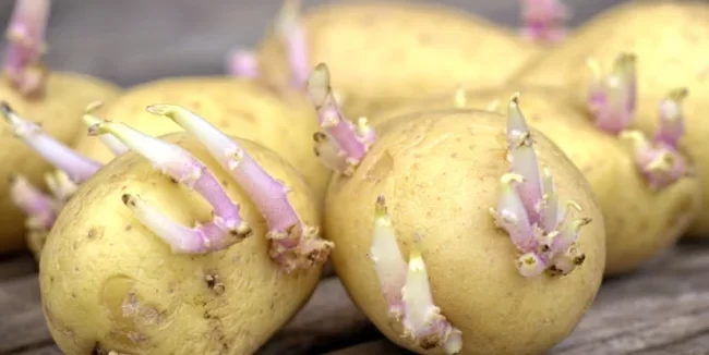Mai pot fi consumați cartofii încolțiți? Specialiștii dezvăluie ce substanțe nocive dezvoltă leguma preferată a românilor