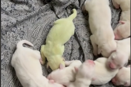 O cățelușă Golden Retriever s-a născut cu blana verde, iar imaginile cu ea au ajuns virale