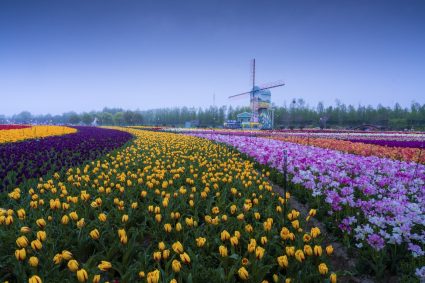 Chinezii au „copiat” până și câmpurile olandeze cu lalele. Cum arată de sus parcul Holland Flower din Dafeng