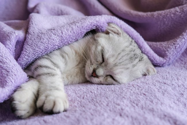 Pisicile dorm de două ori mai mult decât oamenii. Ce visează ele