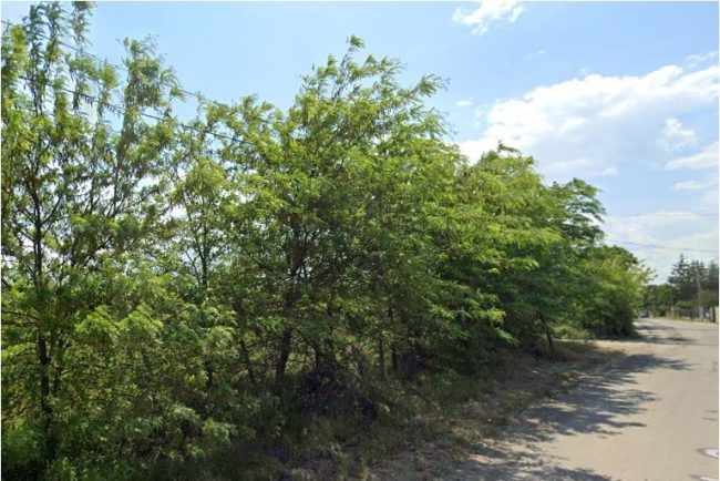 Suprafata verde din judetul Constanta, in crestere:  Agro Brava SRL va impaduri un teren agricol in satul Poiana. Raspunsul agentiei de mediu