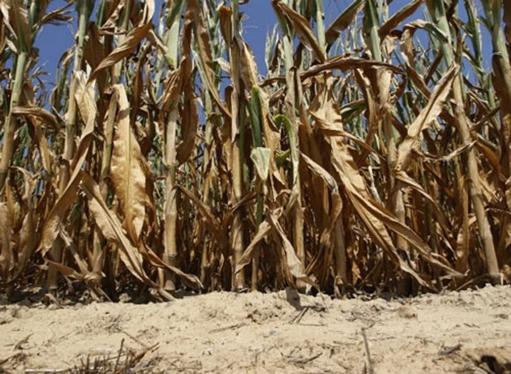 Semnele bune de la începutul iernii se risipesc. Fermier: „În perioada asta erau ploi, nu puteai să intri, acum curge praful”