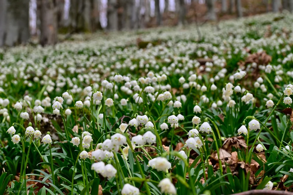 Minunile primăverii în ținutul cetăților dacice. Platoul Vârtoapelor și Cioclovina, cele mai spectaculoase poieni cu ghiocei
