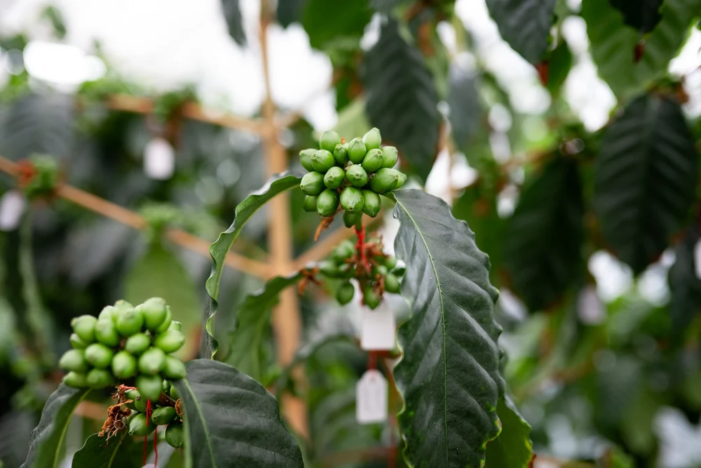 Cafeaua dezvoltată în Franța, cultivată în Mexic și băută în România