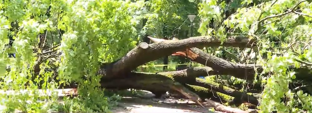 Copac uriaș căzut peste o alee din parcul Kiseleff. Zona rămâne sub monitorizare