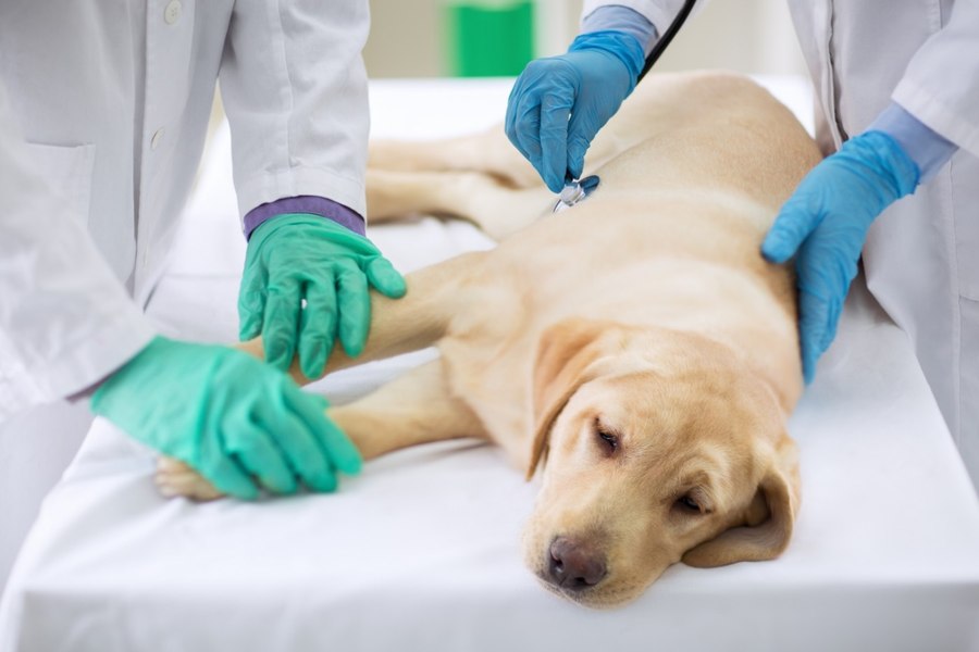 Ce nu se vede în medicina veterinară: epuizarea emoțională a celor care salvează animale