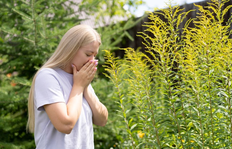 Cea mai periculoasă plantă alergenică ascunde un secret neașteptat. Ambrozia, studiată pentru efectele sale împotriva tumorilor și bolilor de ficat